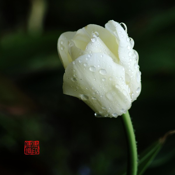 啤酒杯郁金香圖片
