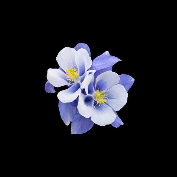 非矢量写实花卉植物花朵蝴蝶花免费素材
