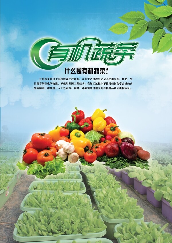 有機蔬菜宣傳