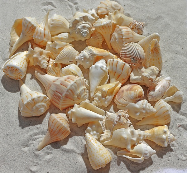 沙滩海贝壳