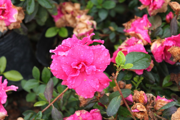 杜鵑花圖片