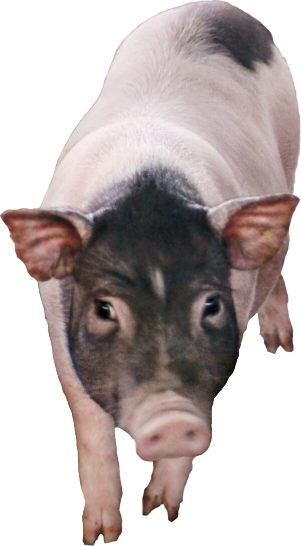 豬