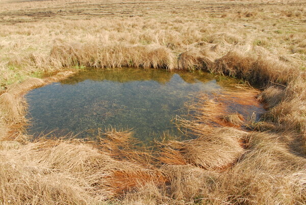 枯草地中的小池塘