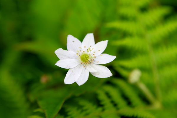 白花圖片