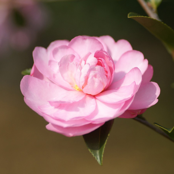 位圖植物攝影寫實(shí)花卉花朵數(shù)碼照片免費(fèi)素材