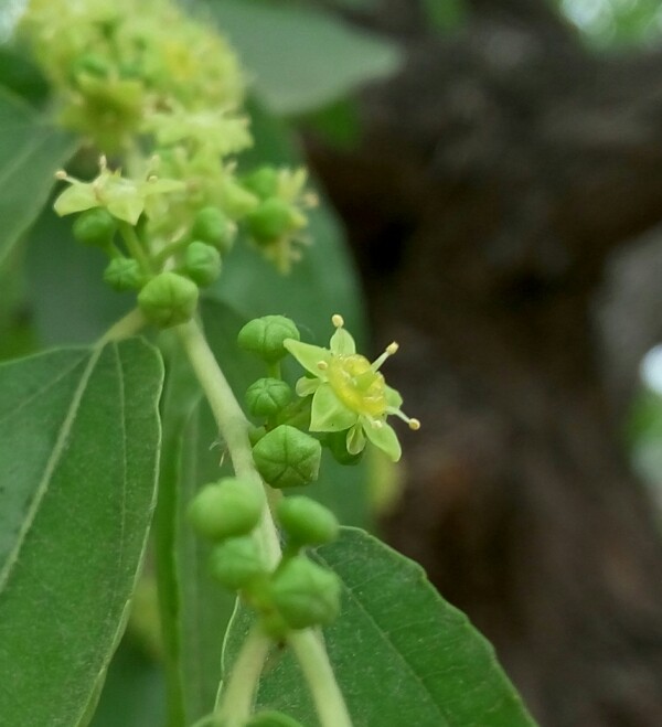 棗花
