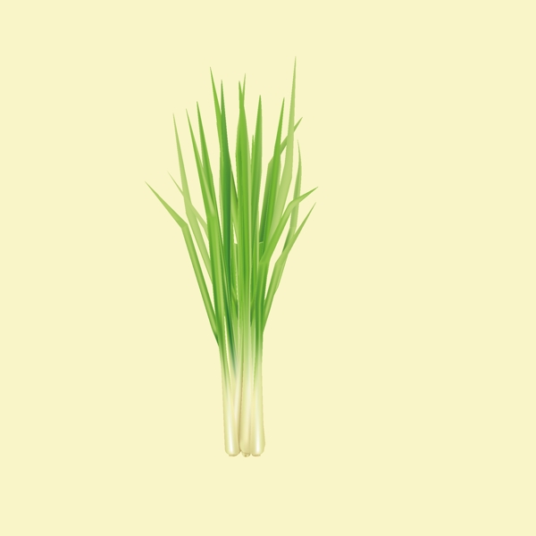 卡通檸檬草