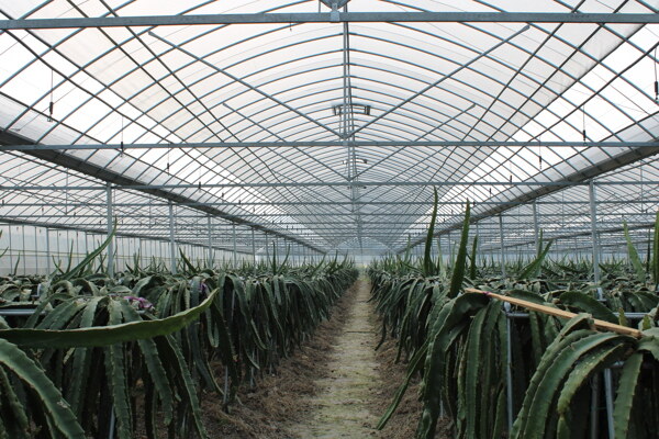 连体火龙果大棚种植采摘冬晖温室