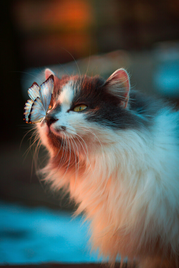 高冷美丽的猫咪鼻子上蝴蝶