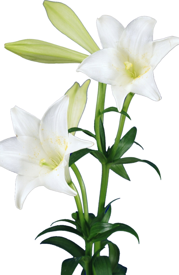 百合花圖片