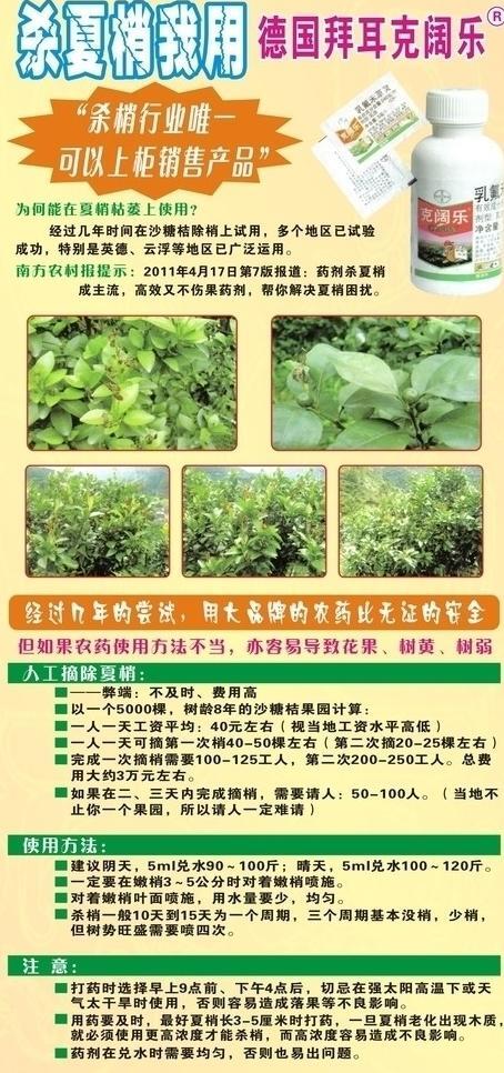 殺夏圖片