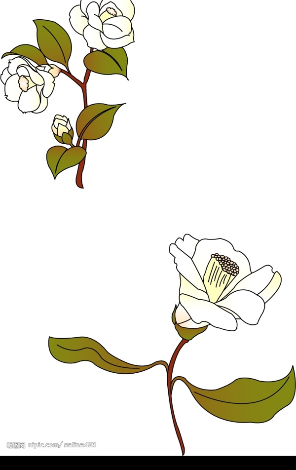 山茶花圖片