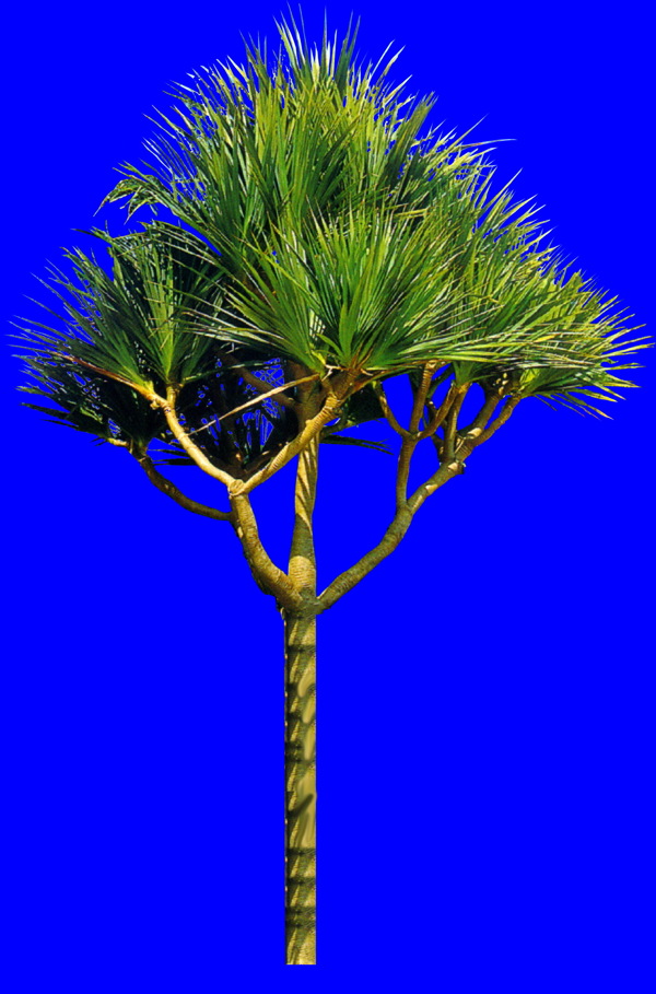 植物貼圖素材JPG1653