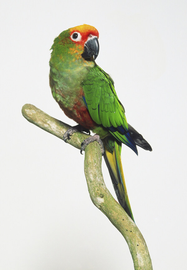 動物鳥鸚鵡動圖片