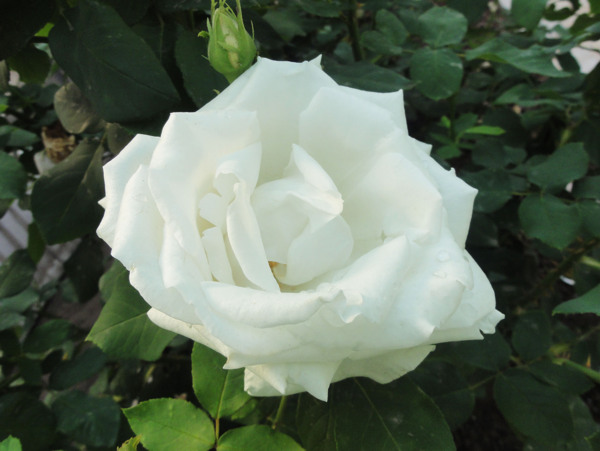 月季花圖片