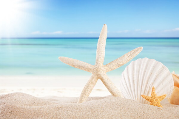 海滩海星贝壳海螺背景