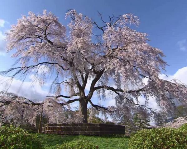 巨大的樱花树