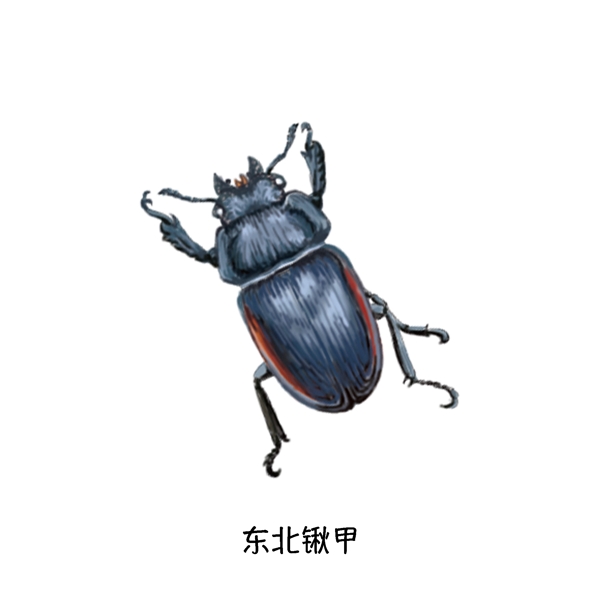 夏季草丛飞行昆虫写实单体特写科普插图
