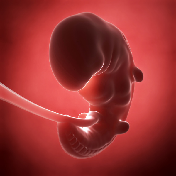 肚子里正在发育的胎儿图片
