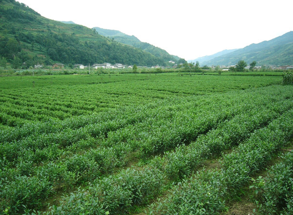 茶園圖片