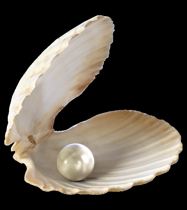 漂亮珍珠贝壳免抠png透明图层素材