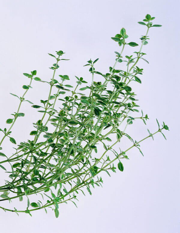 花茶剪影圖片