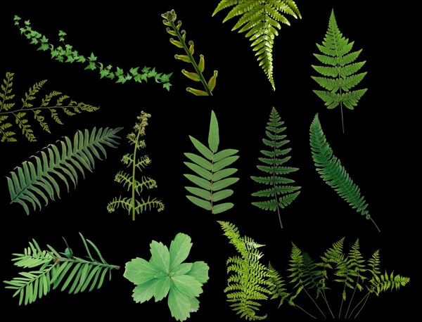 小藤蔓绿色植物抠图素材
