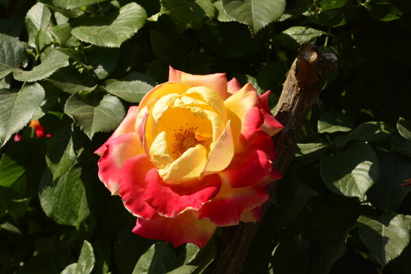 月季花