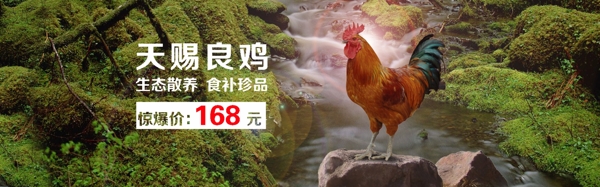 土雞banner