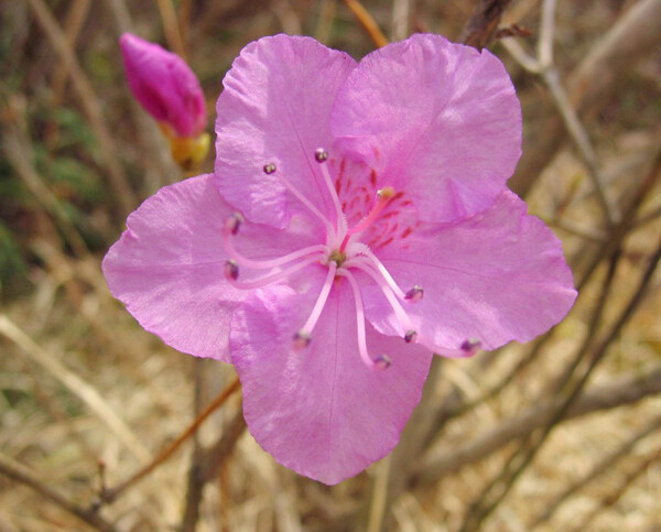 位圖植物攝影寫(xiě)實(shí)花卉花朵數(shù)碼照片免費(fèi)素材