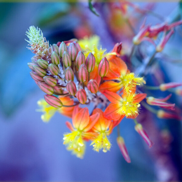 位圖植物攝影寫(xiě)實(shí)花卉花朵數(shù)碼照片免費(fèi)素材