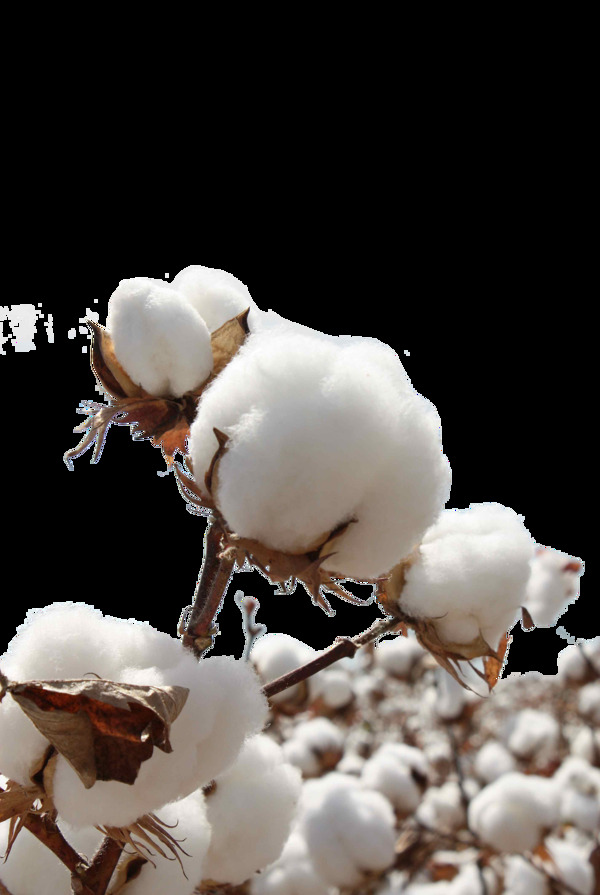 雪白棉花成熟元素