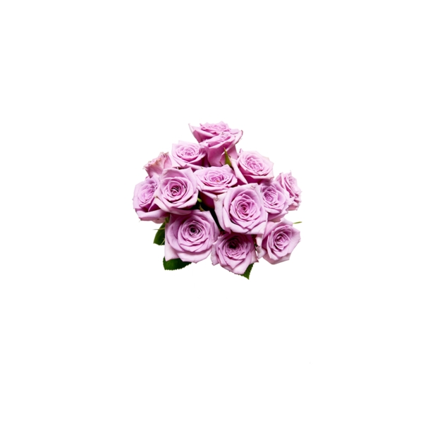 浅紫色玫瑰花