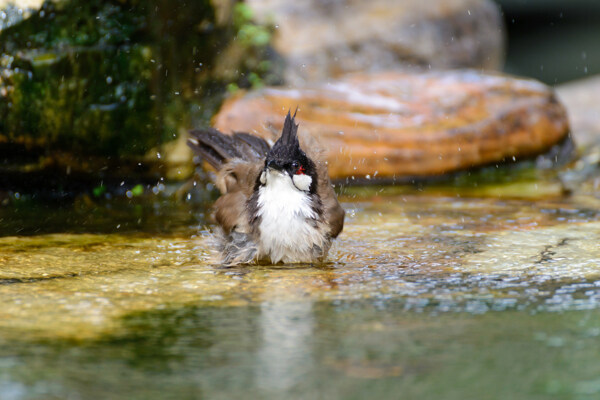 水面上的野生鳥圖片