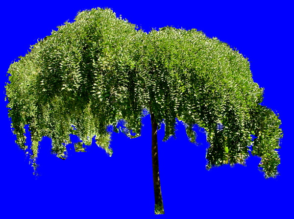 植物貼圖素材JPG1056