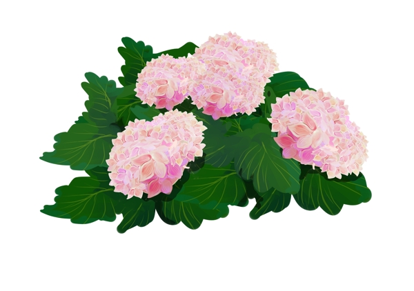 手绘粉色绣球花簇装饰图案