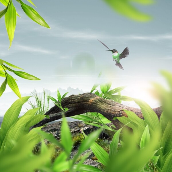 自然背景天然绿色森林蜂鸟风景