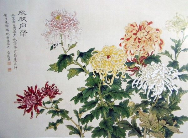 国画菊花图片