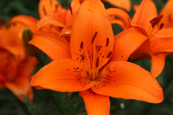 百合花圖片