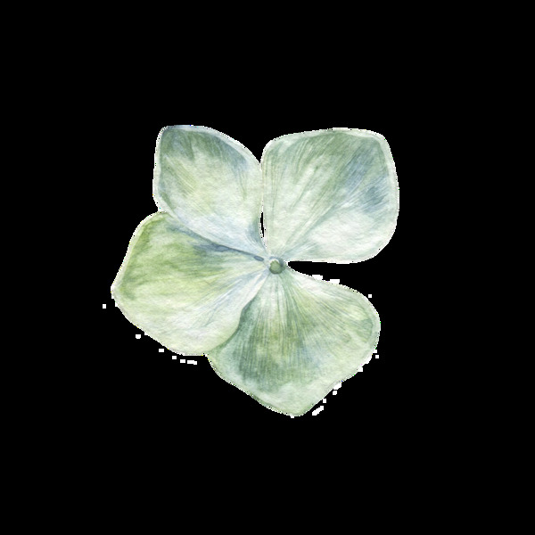 簡(jiǎn)約植物透明裝飾圖案