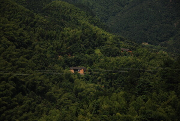 竹林里的小屋圖片