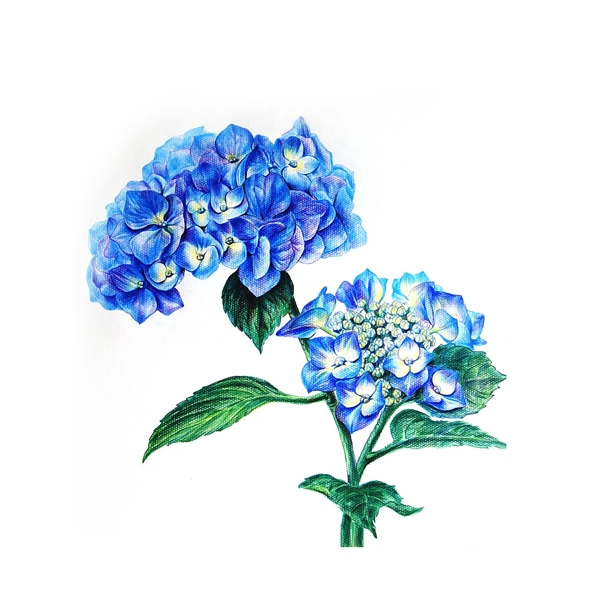 位圖寫意花卉植物花朵免費素材