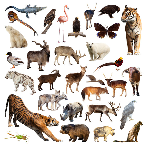 31种野生动物昆虫飞禽高清图片