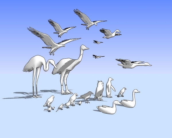 飞禽鸟类3D模型