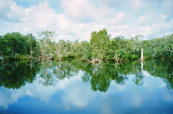 樹植物水風(fēng)景