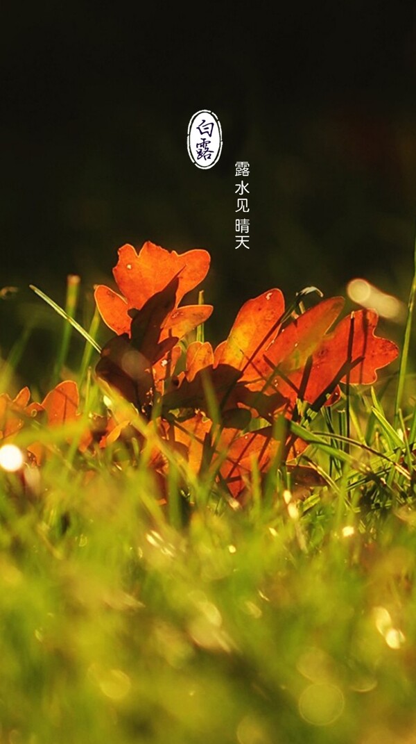 白露