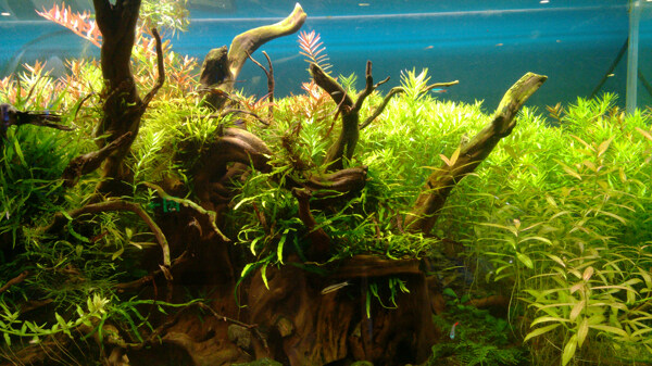 海底綠色植物圖片