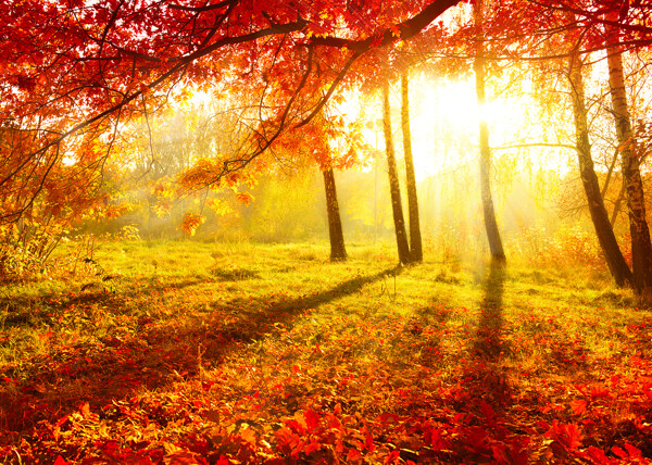 美丽的秋天枫树林