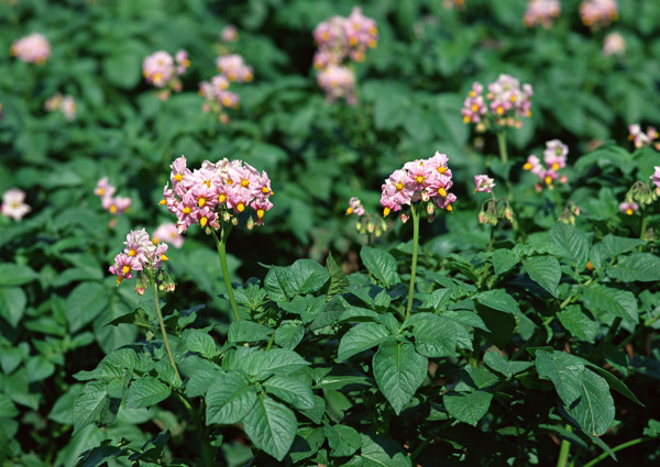 菜花圖片