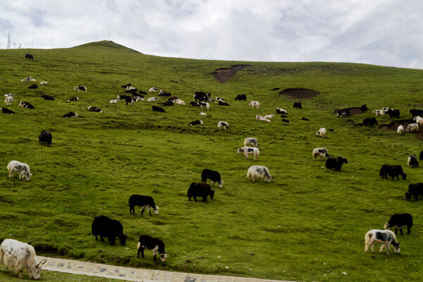 草原牛羊摄影